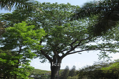 Swietenia macrophylla